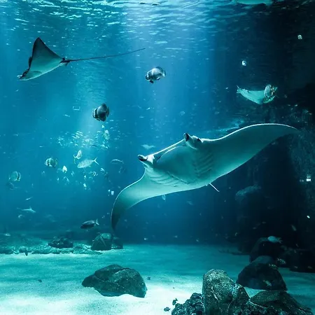 La Petite Margot * Le Portel